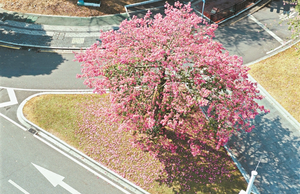 冬日花城披粉黛 廣州美麗異木棉盛放勾勒城市生態畫卷